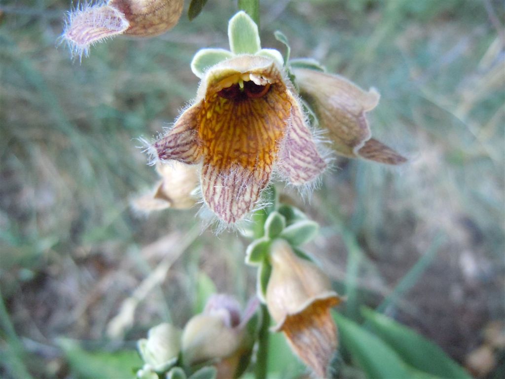 Passo Godi (AQ) : Digitalis ferruginea